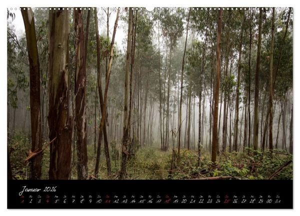 Produktbild: Wald (Wandkalender 2026 DIN A2 quer), CALVENDO Monatskalender