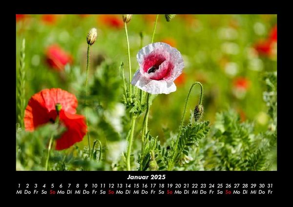 Produktbild: Blumenkalender 2025 Fotokalender DIN A3