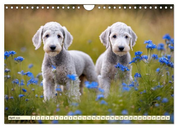 Produktbild: Bedlington Terrier - Hunde im Schafspelz (Wandkalender 2026 DIN A4 quer), CALVENDO Monatskalender