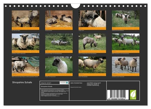 Produktbild: Shropshire Schafe (Wandkalender 2027 DIN A4 quer), CALVENDO Monatskalender