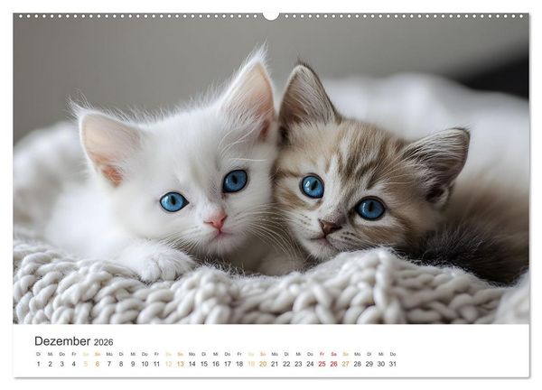 Produktbild: Zauberhafte Katzenbabys (hochwertiger Premium Wandkalender 2026 DIN A2 quer), Kunstdruck in Hochglanz