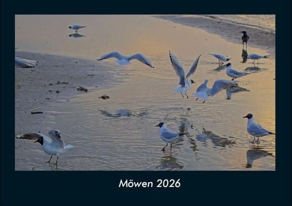 Möwen 2026 Fotokalender DIN A4