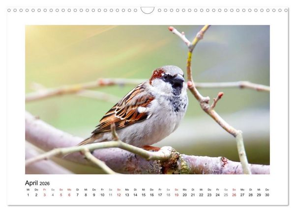Produktbild: Gefiederte Garteng&auml;ste, Spatzenleben (Wandkalender 2026 DIN A3 quer), CALVENDO Monatskalender