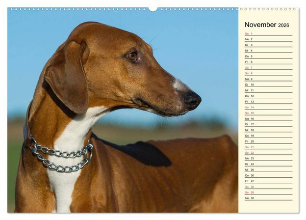 Produktbild: Windhund der W&uuml;ste - Der Azawakh (hochwertiger Premium Wandkalender 2026 DIN A2 quer), Kunstdruck in Hochglanz