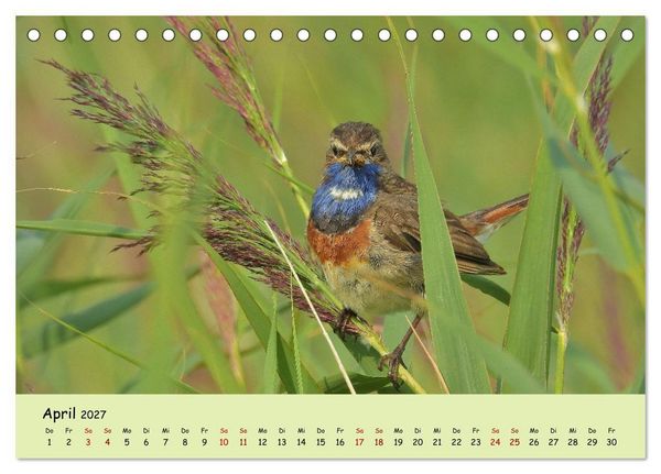 Produktbild: Faszination Zugv&ouml;gel - Rekorde in der Vogelwelt (Tischkalender 2027 DIN A5 quer), CALVENDO Monatskalender