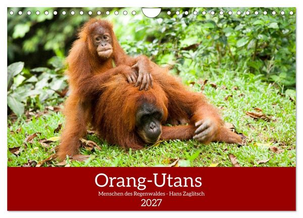 Orang-Utans - Menschen des Regenwaldes (Wandkalender 2027 DIN A4 quer), CALVENDO Monatskalender