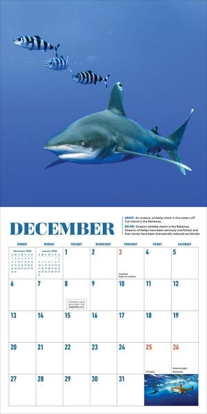 Produktbild: Shark Mini Wall Calendar 2026