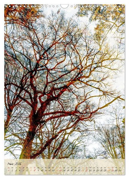Produktbild: Wo der Wald tr&auml;umt (Wandkalender 2026 DIN A3 hoch), CALVENDO Monatskalender