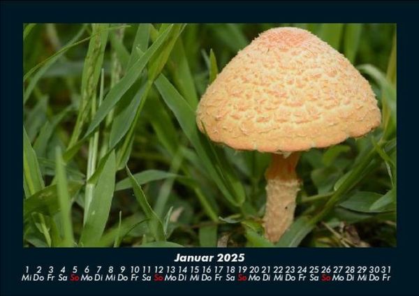 Produktbild: Natur 2025 Fotokalender DIN A5