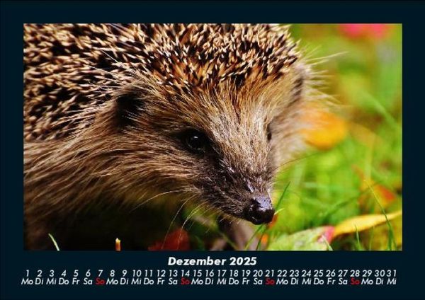 Produktbild: Tierkalender 2025 Fotokalender DIN A5