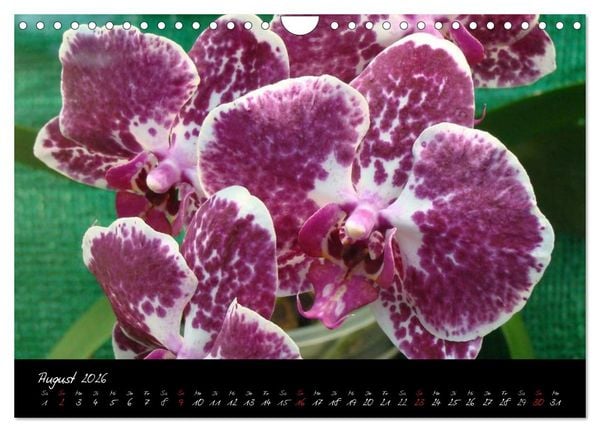 Produktbild: Farbenreiche Orchideen (Wandkalender 2026 DIN A4 quer), CALVENDO Monatskalender