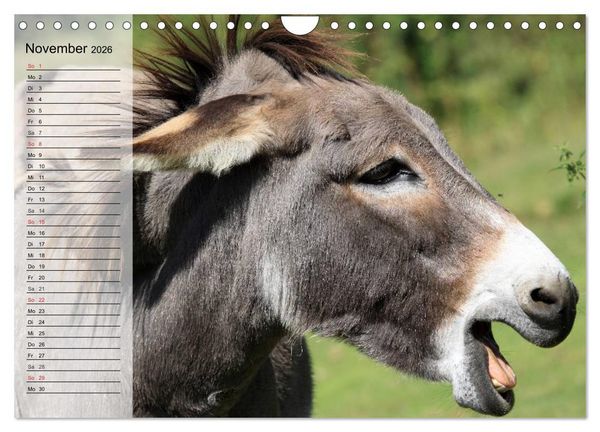 Produktbild: Esel. H&uuml;bsch, klug und flei&szlig;ig (Wandkalender 2026 DIN A4 quer), CALVENDO Monatskalender