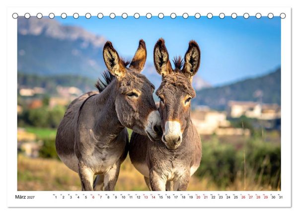 Produktbild: Kleine und gro&szlig;e Eselein (Tischkalender 2027 DIN A5 quer), CALVENDO Monatskalender