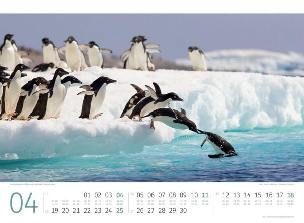 Produktbild: Pinguine Kalender 2027