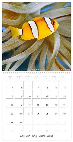 Produktbild: Fish magic (Wall Calendar 2026 12 &times; 12 Inch) CALVENDO 12 Month Wall Calendar