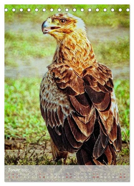 Produktbild: Adler in Afrika (Tischkalender 2027 DIN A5 hoch), CALVENDO Monatskalender