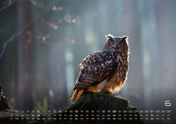 Produktbild: Eulen - W&auml;chter der Nacht - 2027 - Kalender DIN A2