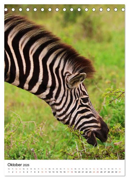 Produktbild: S&Uuml;DAFRIKA Wild-Tiere im Addo Elephant Park (Tischkalender 2026 DIN A5 hoch), CALVENDO Monatskalender