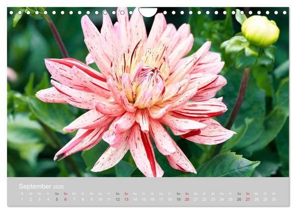Produktbild: Dahlien - Prachtvolle Bl&uuml;ten des Sp&auml;tsommers (Wandkalender 2026 DIN A4 quer), CALVENDO Monatskalender
