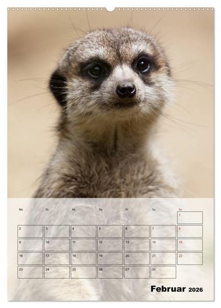 Produktbild: Erdm&auml;nnchen - Afrikas liebenswerte Zwerge (hochwertiger Premium Wandkalender 2026 DIN A2 hoch), Kunstdruck in Hochglanz
