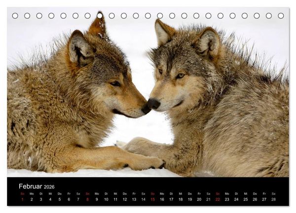 Produktbild: Kanadische W&ouml;lfe im Winter (Tischkalender 2026 DIN A5 quer), CALVENDO Monatskalender