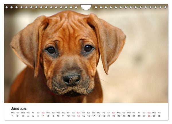 Produktbild: Rhodesian Ridgeback Puppies (Wall Calendar 2026 DIN A4 landscape), CALVENDO 12 Month Wall Calendar