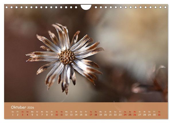 Produktbild: Der Zauber steckt immer im Detail (Wandkalender 2026 DIN A4 quer), CALVENDO Monatskalender