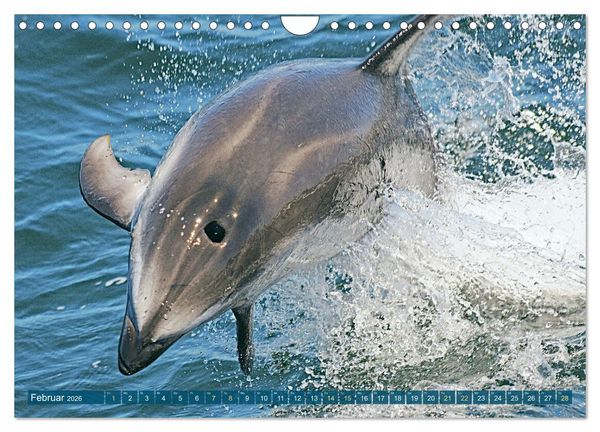 Produktbild: Delfine: Elegante Wellenreiter (Wandkalender 2026 DIN A4 quer), CALVENDO Monatskalender