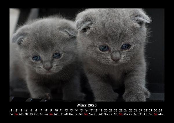 Produktbild: F&uuml;r Katzenfreunde 2025 Fotokalender DIN A3