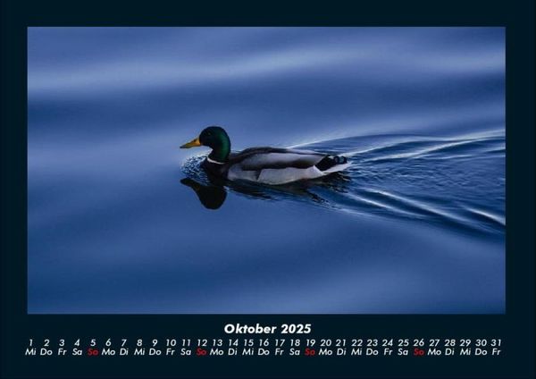 Produktbild: Enten 2025 Fotokalender DIN A4