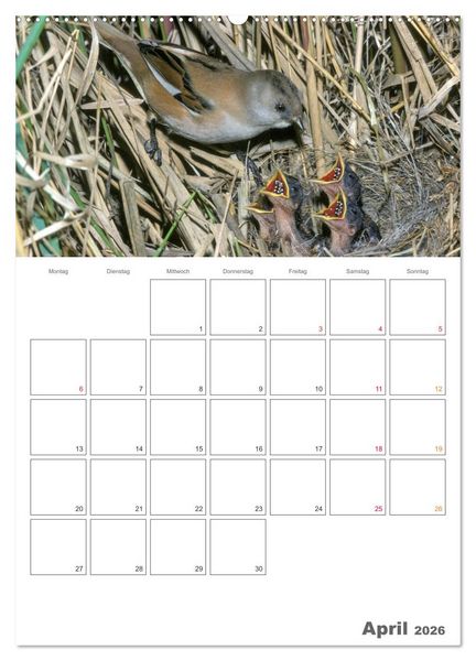 Produktbild: Sperlingsv&ouml;gel an der Schwelle zum Leben (hochwertiger Premium Wandkalender 2026 DIN A2 hoch), Kunstdruck in Hochglanz