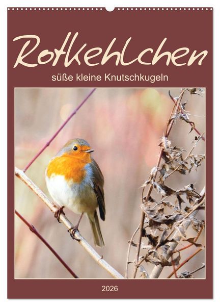 Produktbild: Rotkehlchen, s&uuml;&szlig;e kleine Knutschkugeln (Wandkalender 2026 DIN A2 hoch), CALVENDO Monatskalender