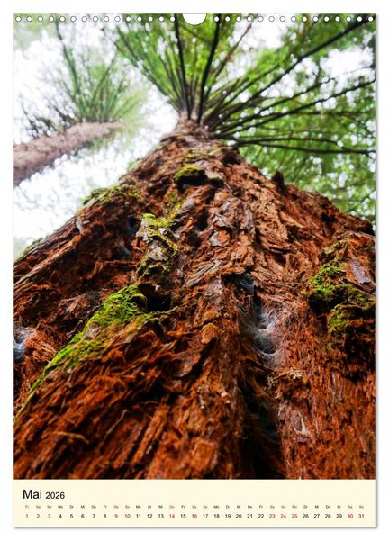 Produktbild: Redwoods - Faszination Mammutb&auml;ume (Wandkalender 2026 DIN A3 hoch), CALVENDO Monatskalender