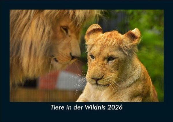 Tiere in der Wildnis 2026 Fotokalender DIN A5