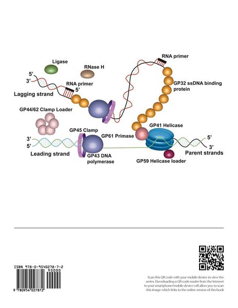 Produktbild: Bacteriophage T4 and its relatives. A series of critical reviews