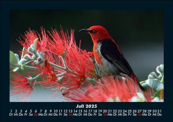 Produktbild: Vogelparadies 2025 Fotokalender DIN A5