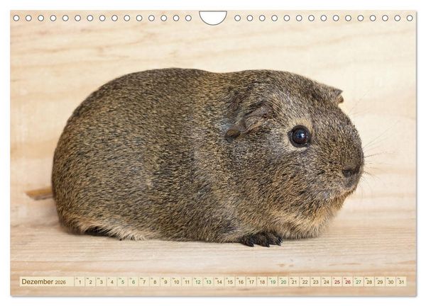 Produktbild: MEERSCHWEINCHEN neugierig - s&uuml;&szlig; - liebenswert (Wandkalender 2026 DIN A4 quer), CALVENDO Monatskalender