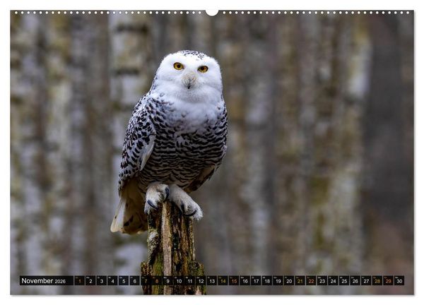 Produktbild: Eulen - Fl&uuml;gel der Nacht (hochwertiger Premium Wandkalender 2026 DIN A2 quer), Kunstdruck in Hochglanz