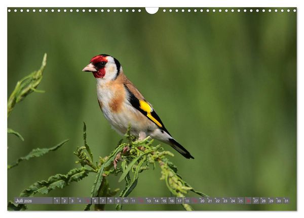 Produktbild: V&ouml;gel ganz nah (Wandkalender 2026 DIN A3 quer), CALVENDO Monatskalender