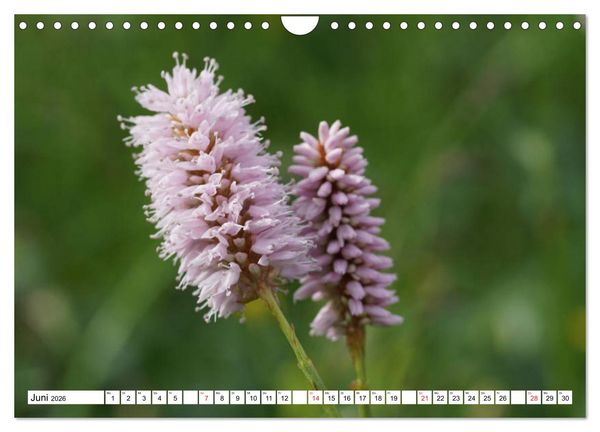 Produktbild: Seiser Alm Sommer (Wandkalender 2026 DIN A4 quer), CALVENDO Monatskalender