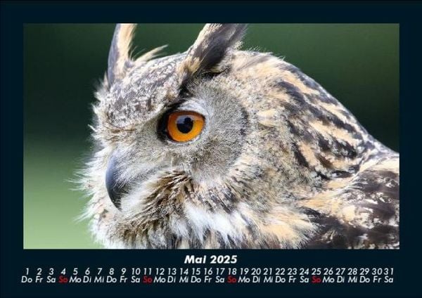 Produktbild: Tiere in der Wildnis 2025 Fotokalender DIN A5