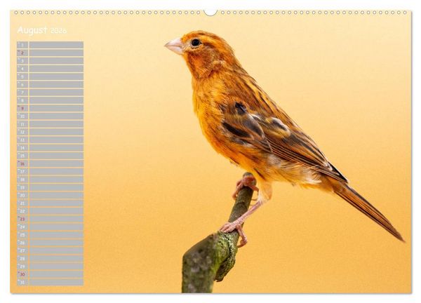 Produktbild: Kanarienv&ouml;gel - Bunte Welt (hochwertiger Premium Wandkalender 2026 DIN A2 quer), Kunstdruck in Hochglanz
