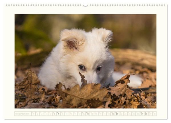 Produktbild: Kleine Islandhunde entdecken die Welt (Wandkalender 2027 DIN A2 quer), CALVENDO Monatskalender