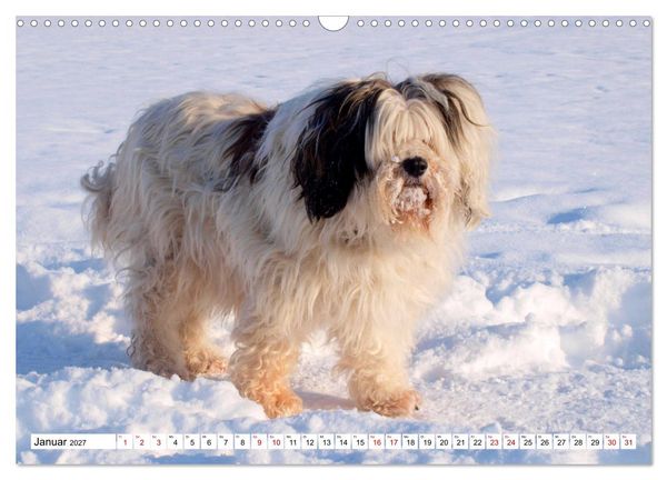 Produktbild: Tibet-Terrier - Eine Hunderasse mit Charakter (Wandkalender 2027 DIN A3 quer), CALVENDO Monatskalender