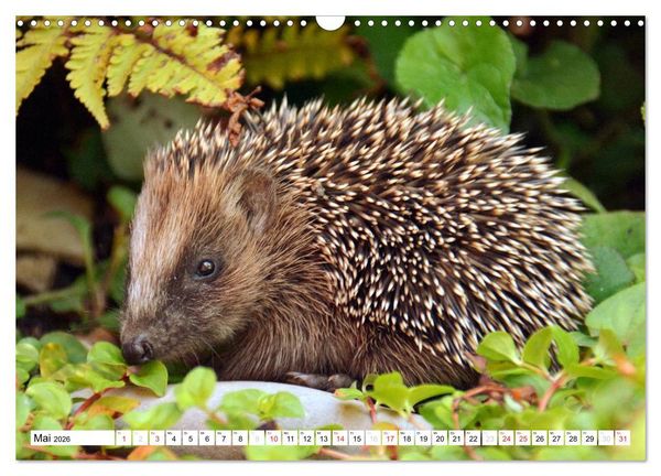 Produktbild: Nachwuchs in der Tierwelt (Wandkalender 2026 DIN A3 quer), CALVENDO Monatskalender