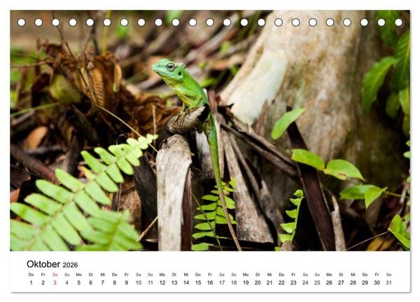 Produktbild: Faszination - Echsen (Tischkalender 2026 DIN A5 quer), CALVENDO Monatskalender