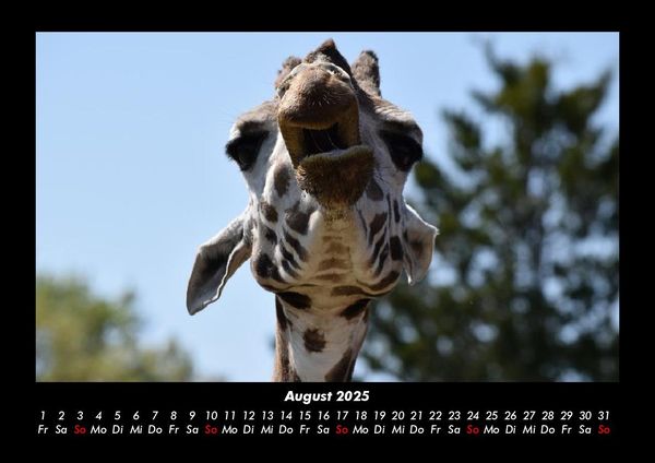 Produktbild: Giraffen 2025 Fotokalender DIN A3