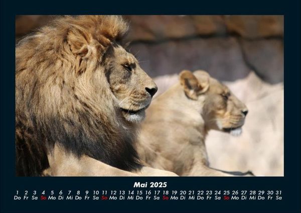 Produktbild: L&ouml;wen in der Wildnis 2025 Fotokalender DIN A4