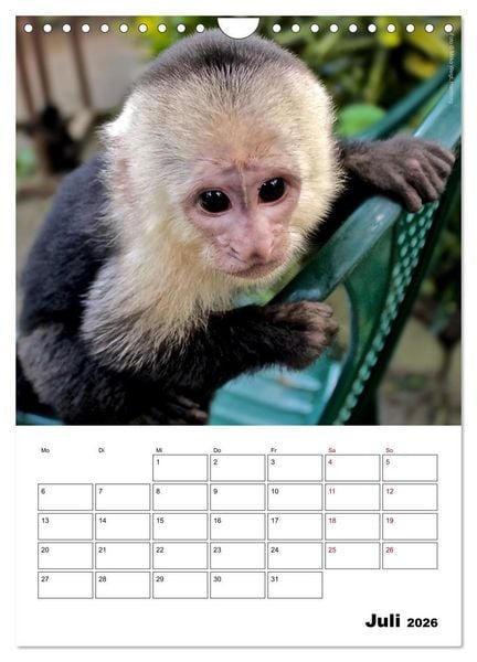 Produktbild: Augenblick der Affen 2026 (Wandkalender 2026 DIN A4 hoch), CALVENDO Monatskalender