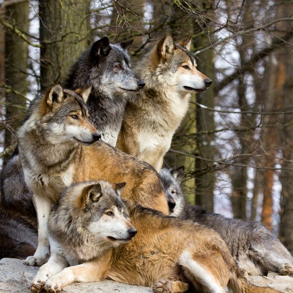 Produktbild: W&ouml;lfe / Wolves 2027